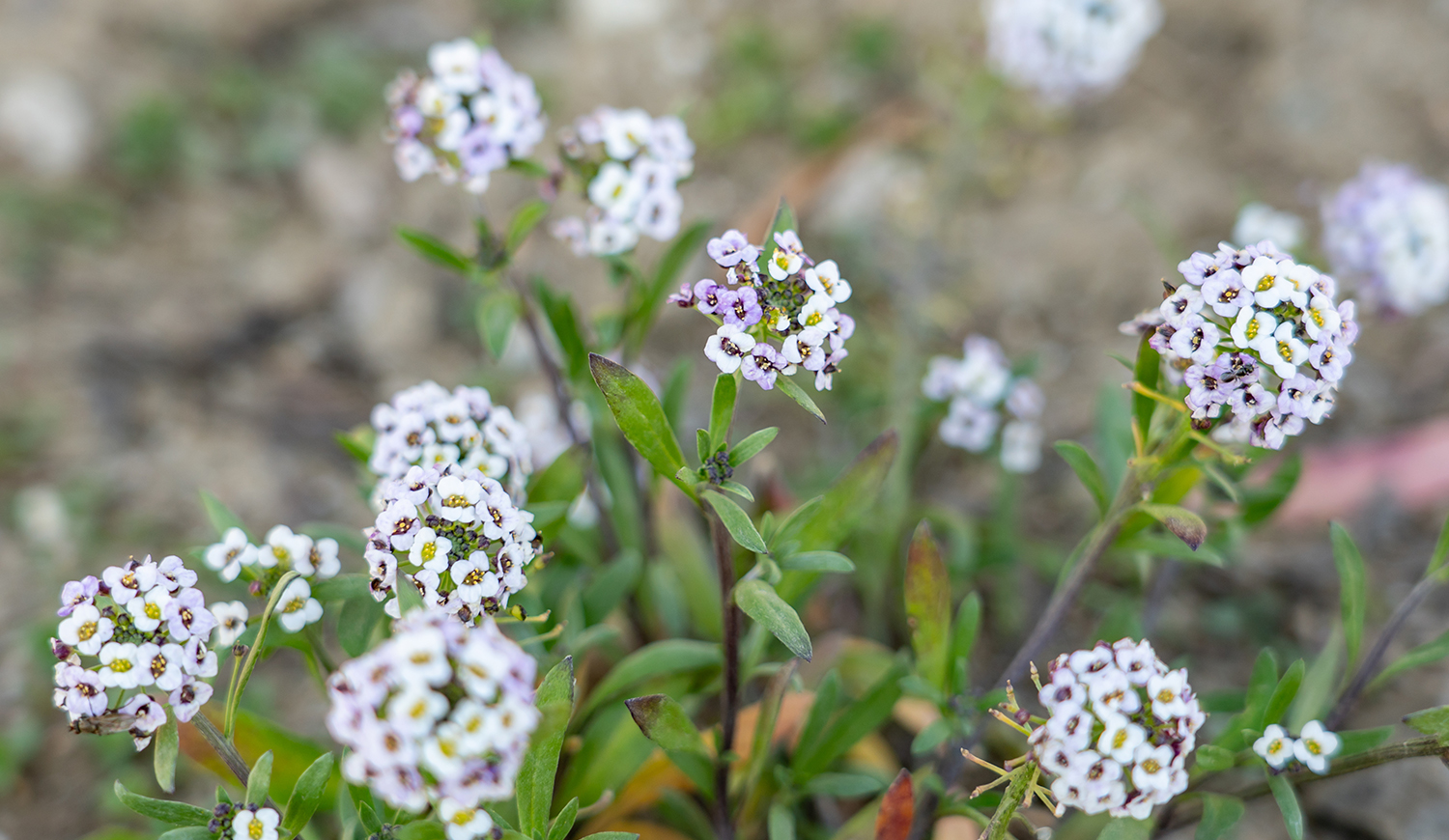 Mézvirág (Lobularia maritima)