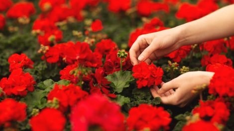 piros muskátli női kézzel