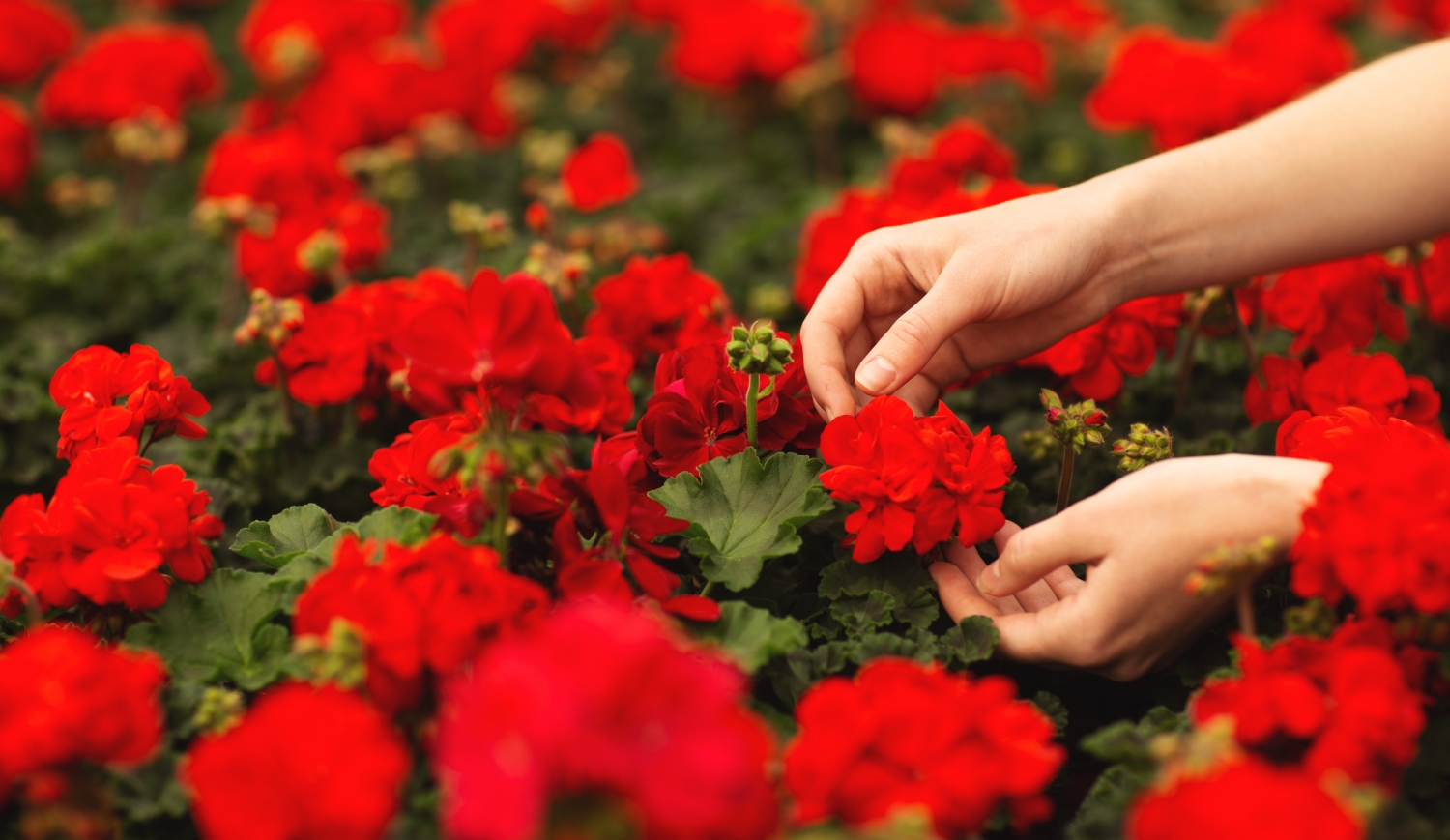 piros muskátli női kézzel