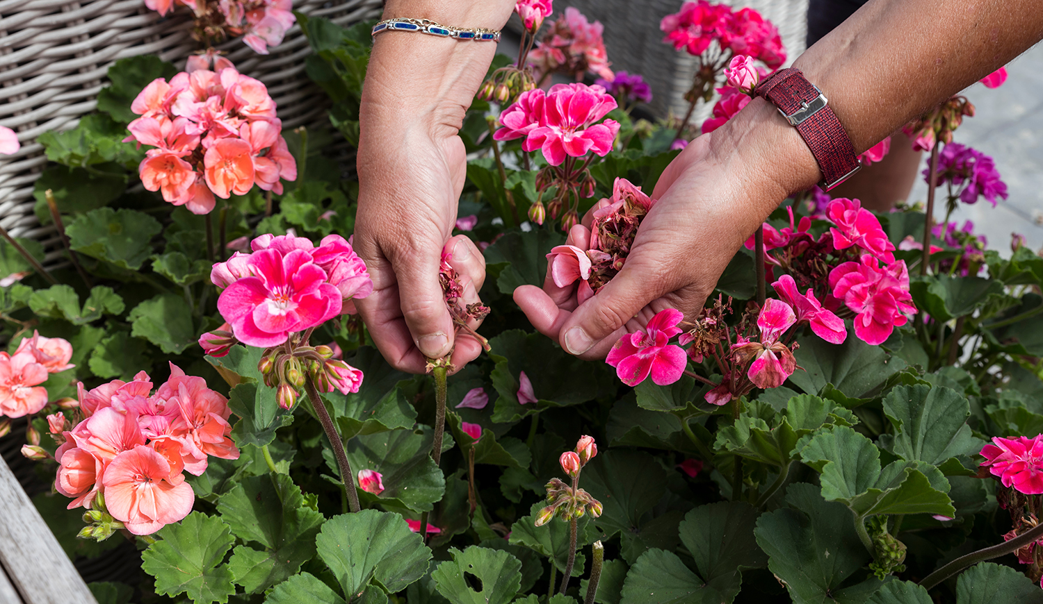 Nő elszáradt virágokat szedi le a muskátliról