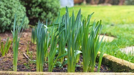 nárcisz kihajtott a kertben, de nem hoz virágokat csak leveleket
