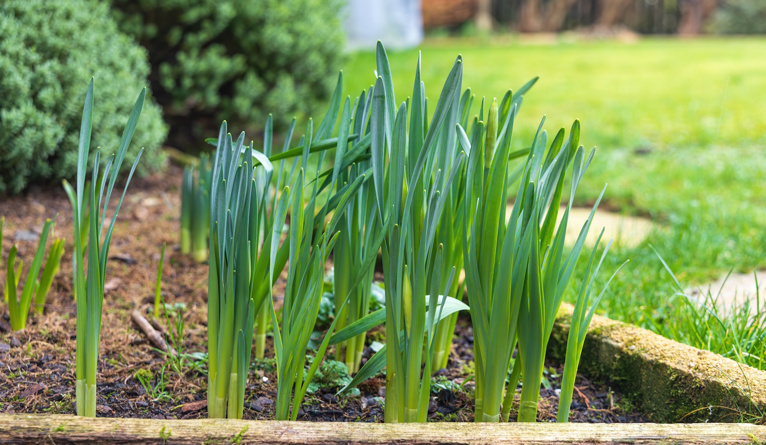 nárcisz kihajtott a kertben, de nem hoz virágokat csak leveleket
