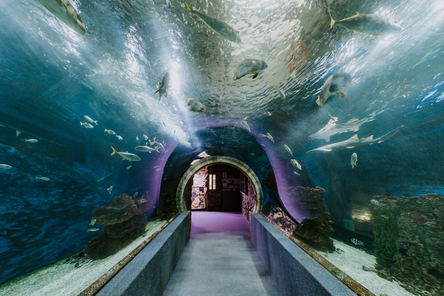 Nyíregyházi Állatpark Ócenárium