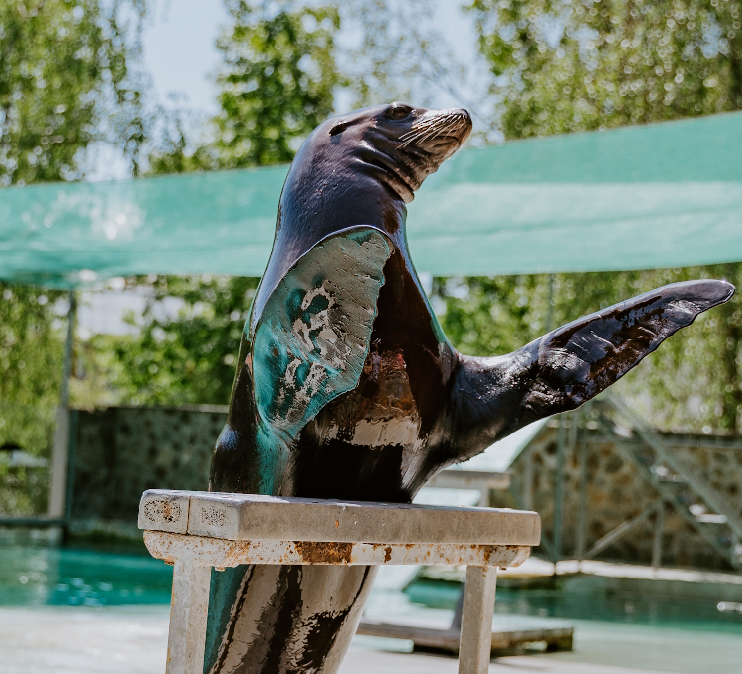 Nyíregyházi Állatpark