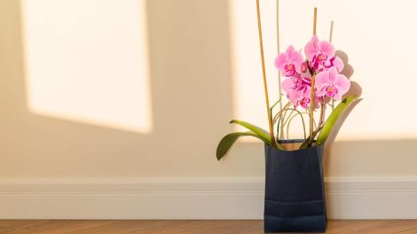 orchidea a szobában
