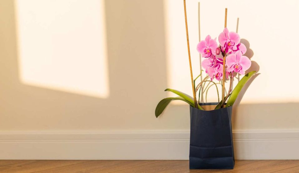 orchidea a szobában