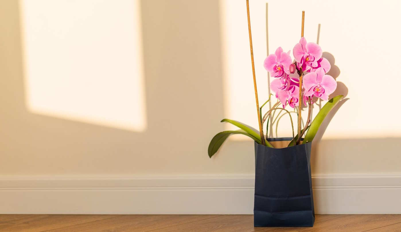orchidea a szobában