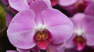 orchidea gondozása