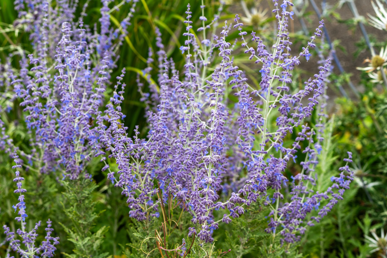 Az orosz Zsálya magasra nő, az ágyás hátuljába ültesd, hogy ne takarjon másokat