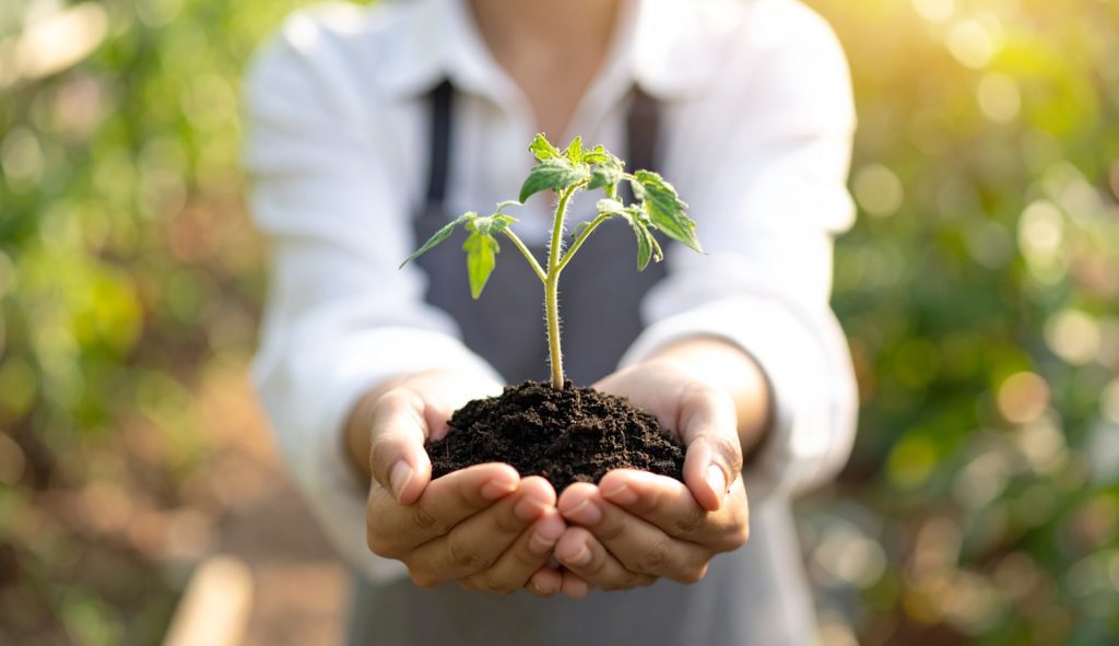 fiatal paradoicsompalántát tart a kezében egy nő