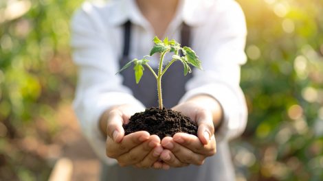 fiatal paradoicsompalántát tart a kezében egy nő