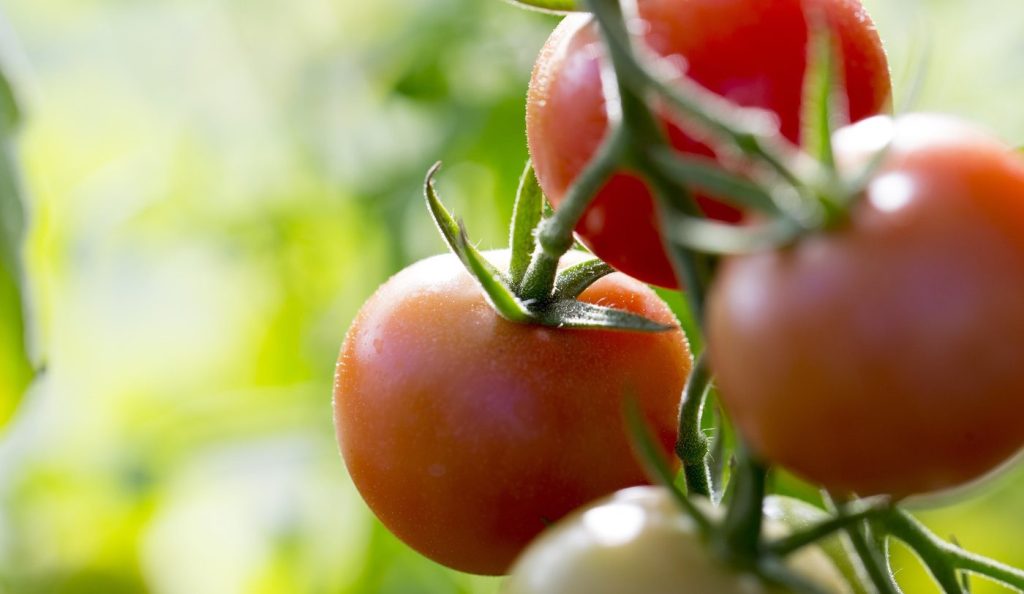 paradicsom a kertben közelről