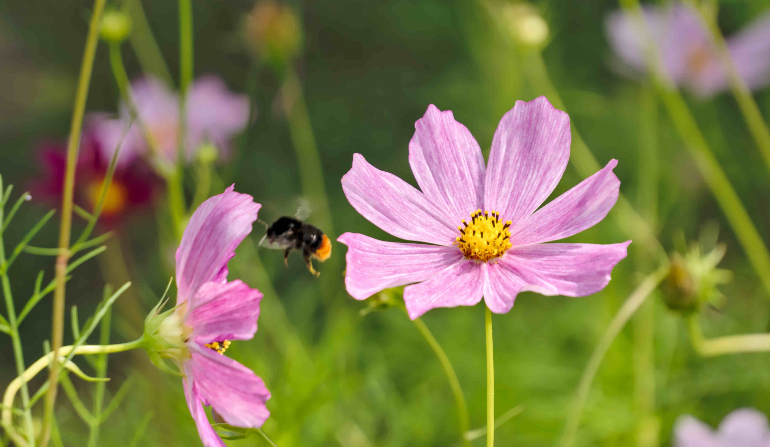 kerti pillangóvirág