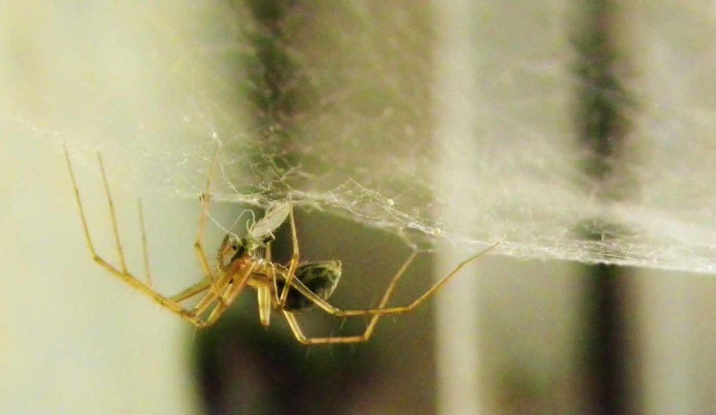 pók szövi a pókhálót