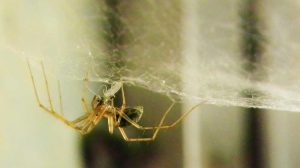 pók szövi a pókhálót