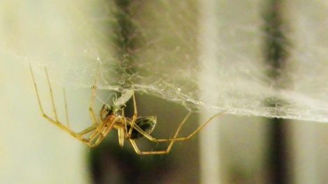 pók szövi a pókhálót