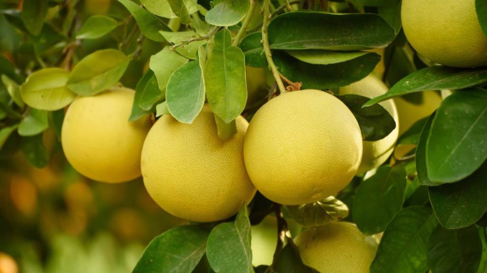 saját termesztésű pomelo