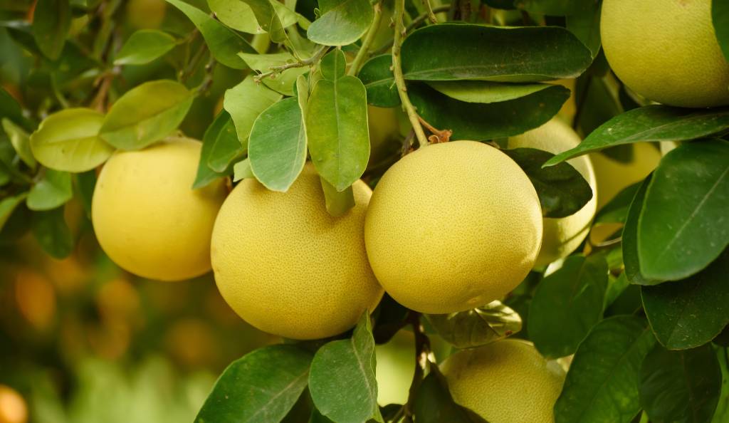 saját termesztésű pomelo