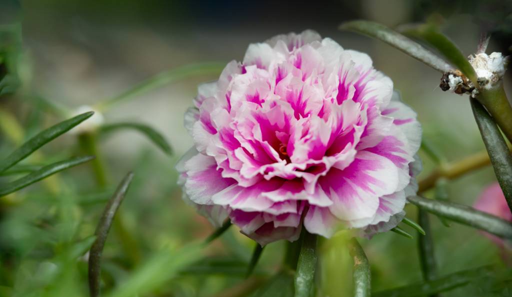 A porcsinrózsa gazdag virágzásával színt visz az erkélyre