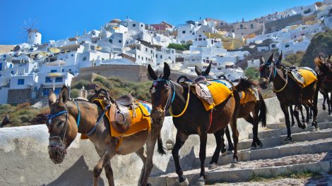 santorinin szamarak a hegyen