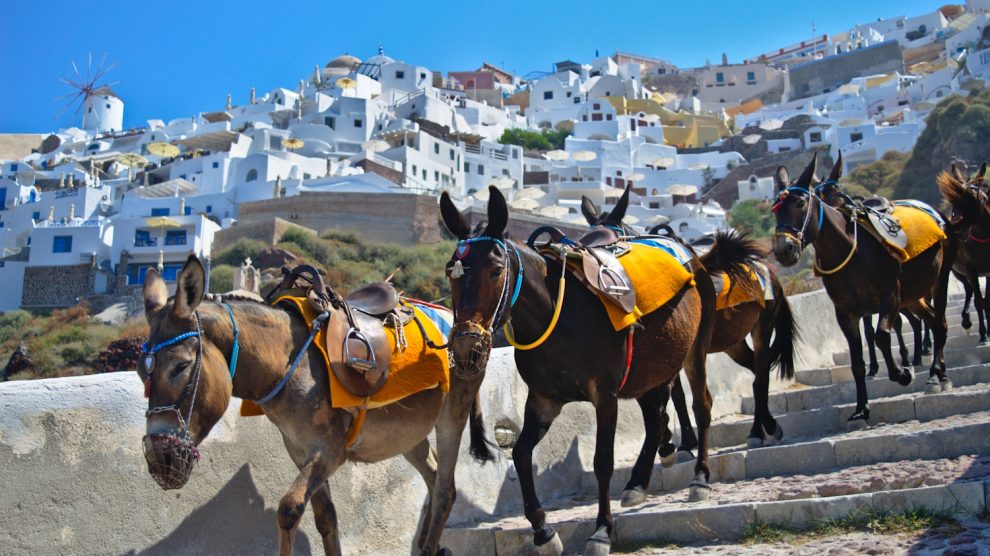 santorinin szamarak a hegyen