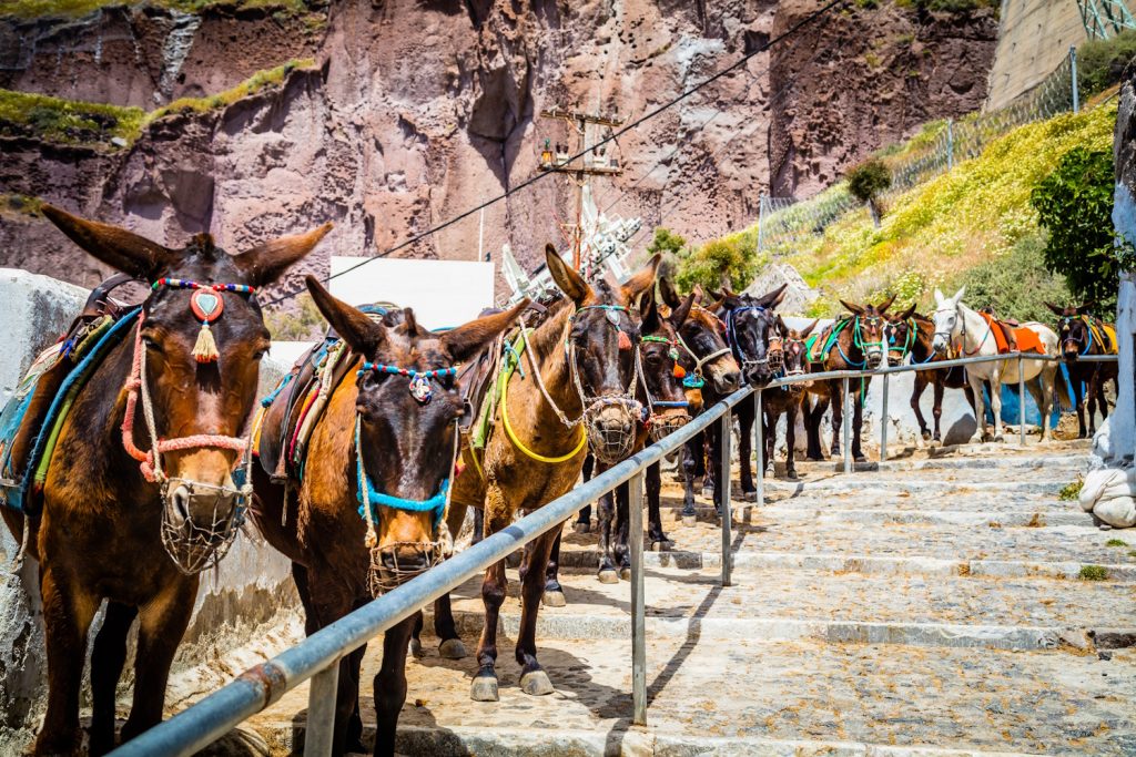 santorinin szamarak a hegyen
