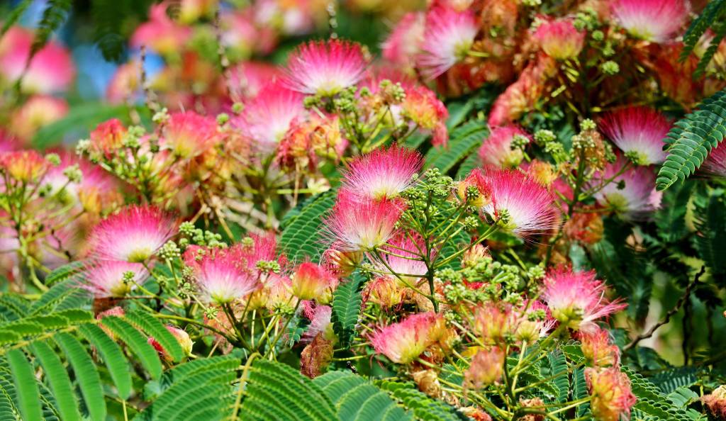 Gyönyörű virágzó selyemakác