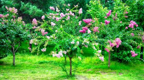 selyemmirtusz bokor rózsaszín és fehér
