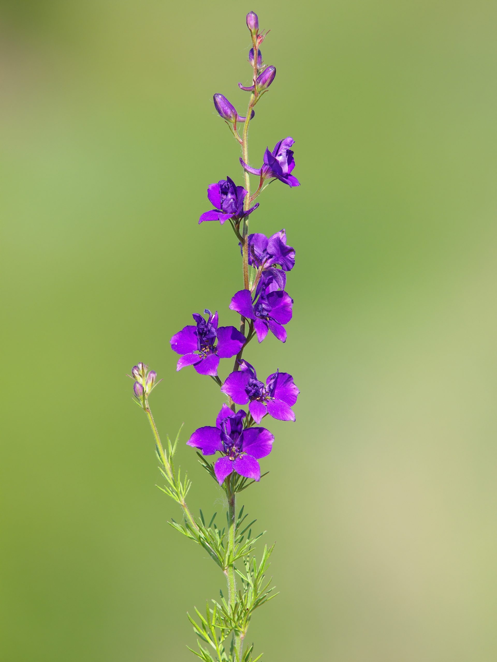 Szarkaláb (Delphinium consolida)