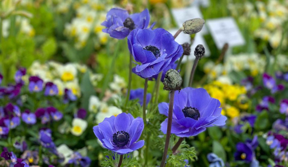 koronás szellőrózsa