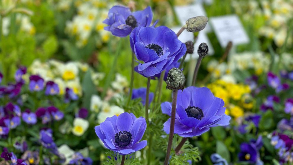 koronás szellőrózsa