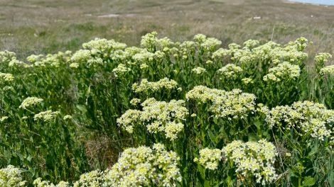 útszéli zsázsa gyógynövény az út szélén egy mezőn