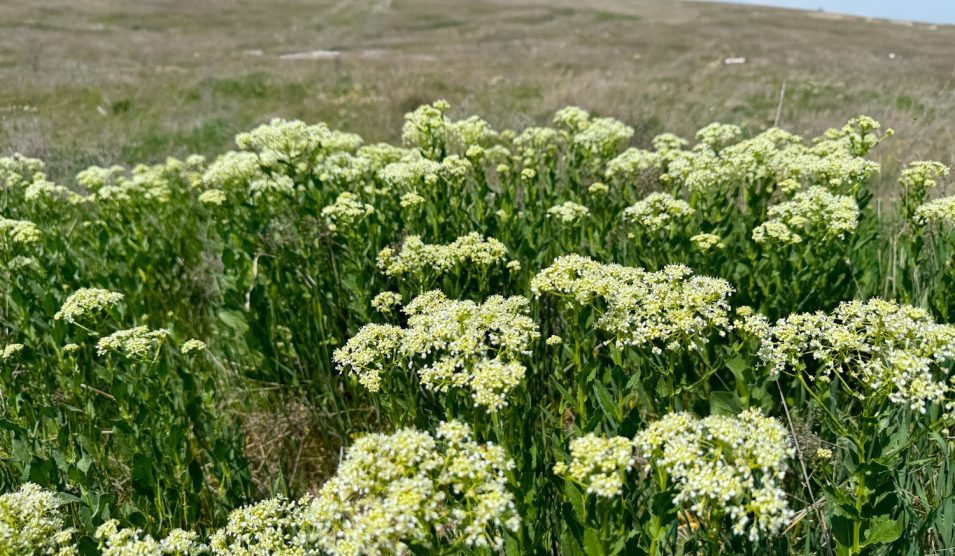 útszéli zsázsa gyógynövény az út szélén egy mezőn