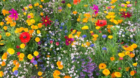 sok színes vadvirág a kertben