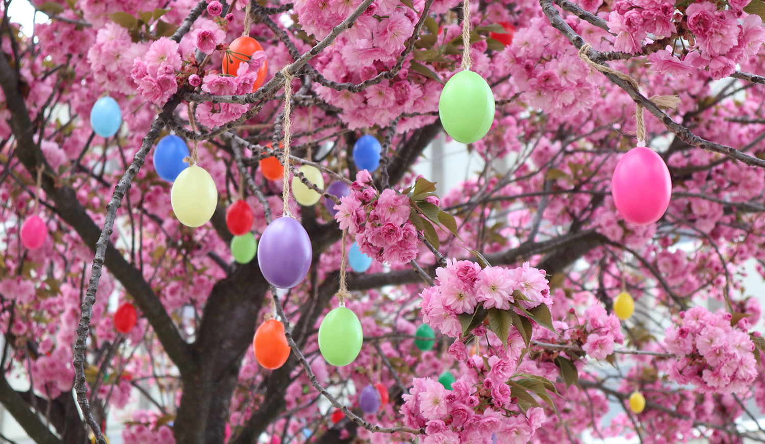 Tojásfa Zalaegerszegen