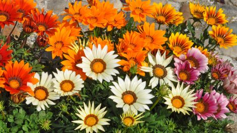 színes záporvirág