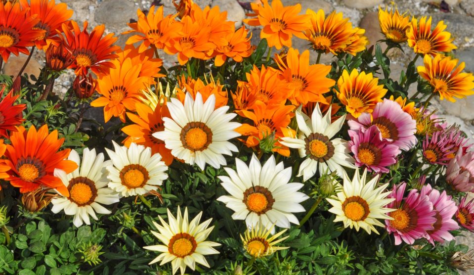 színes záporvirág