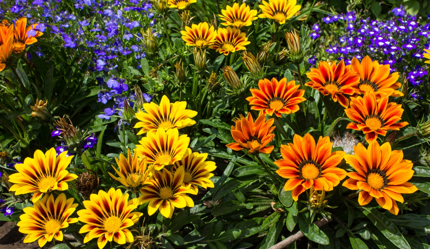 színes záporvirág