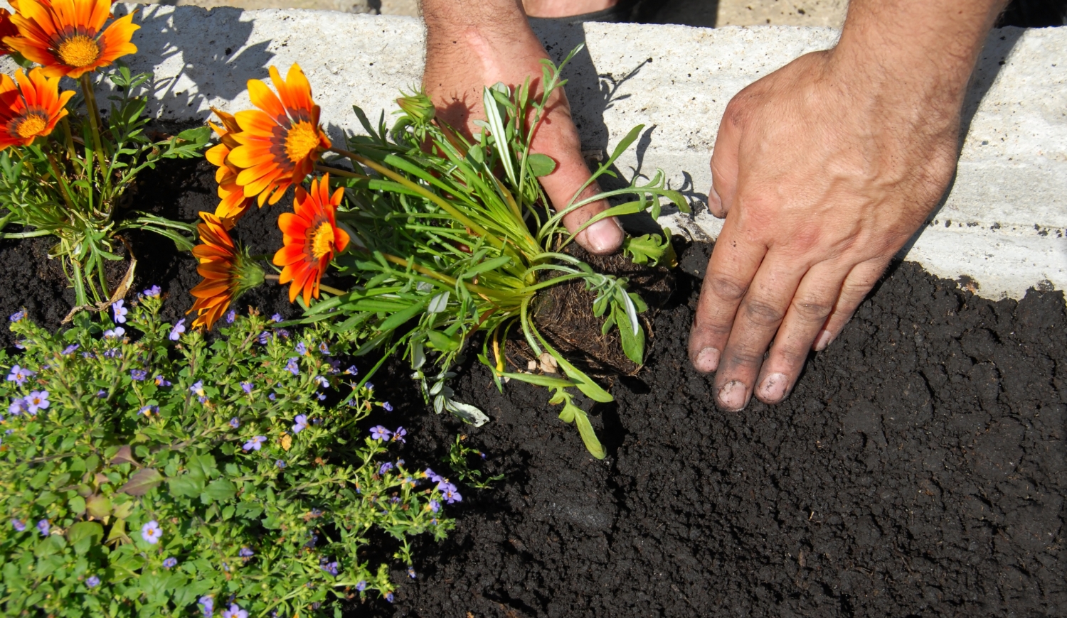 záporvirág ültetése