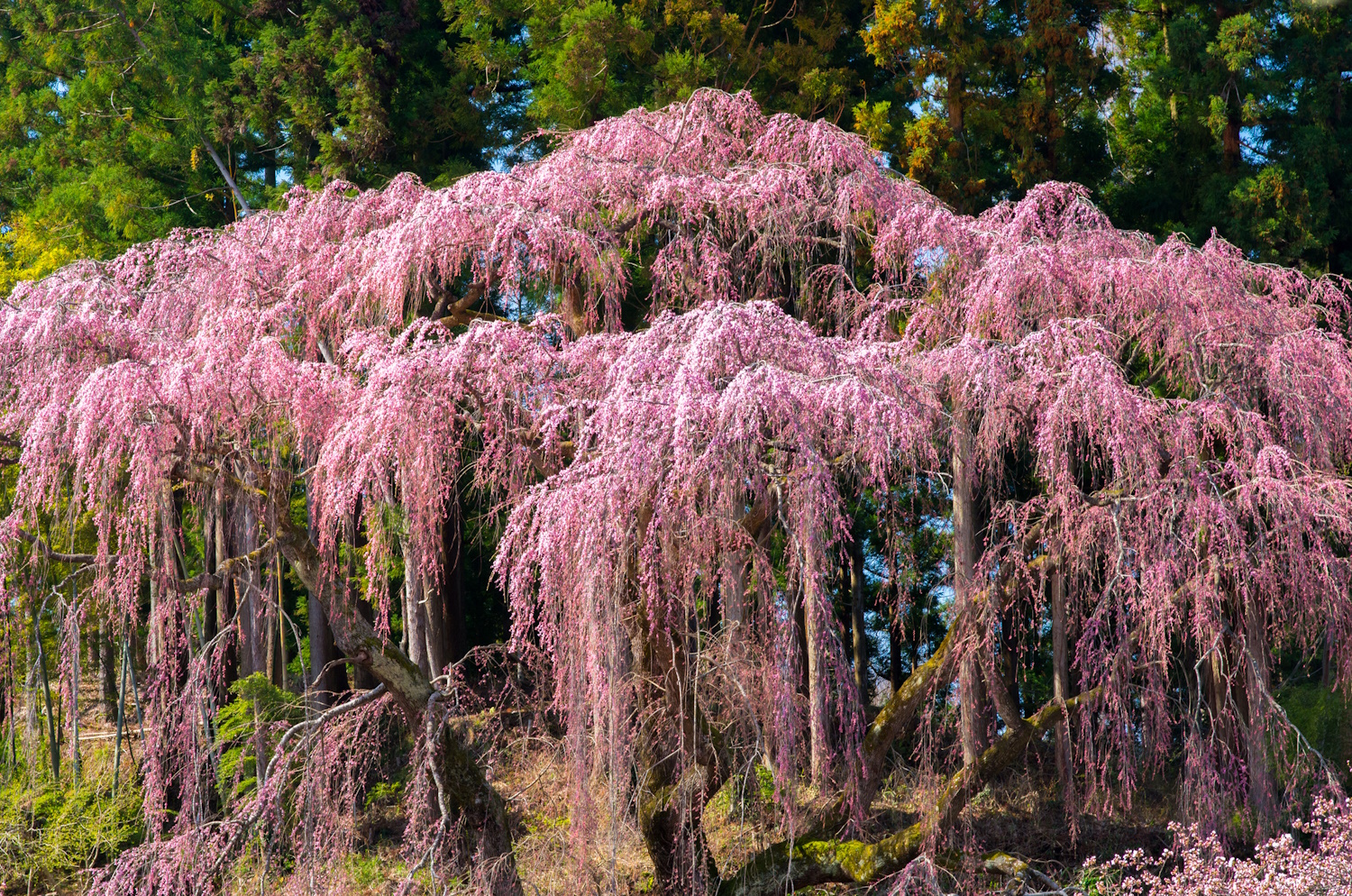 kiku shidare cseresznyefa