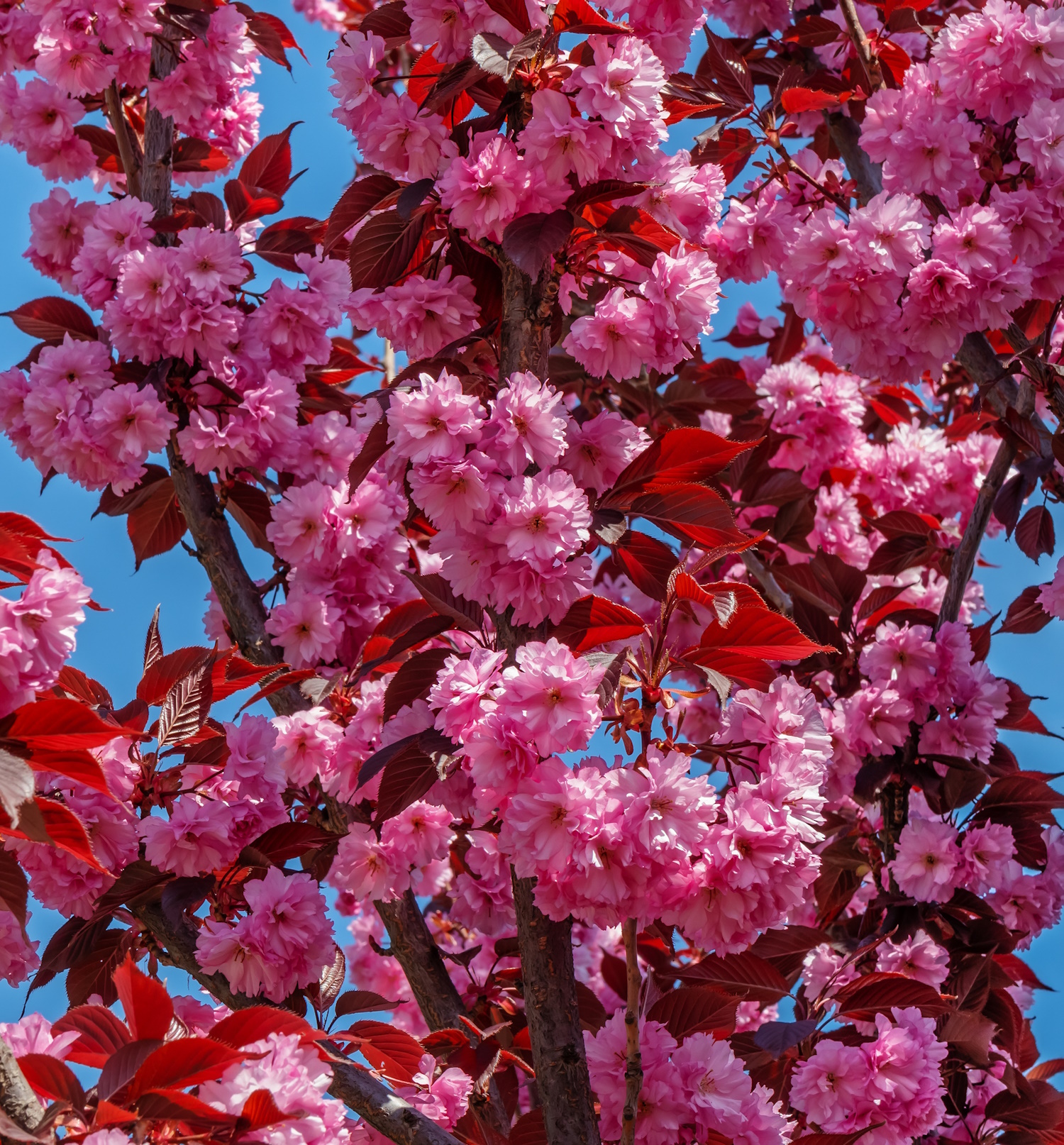 royal burgundy cseresznyefa