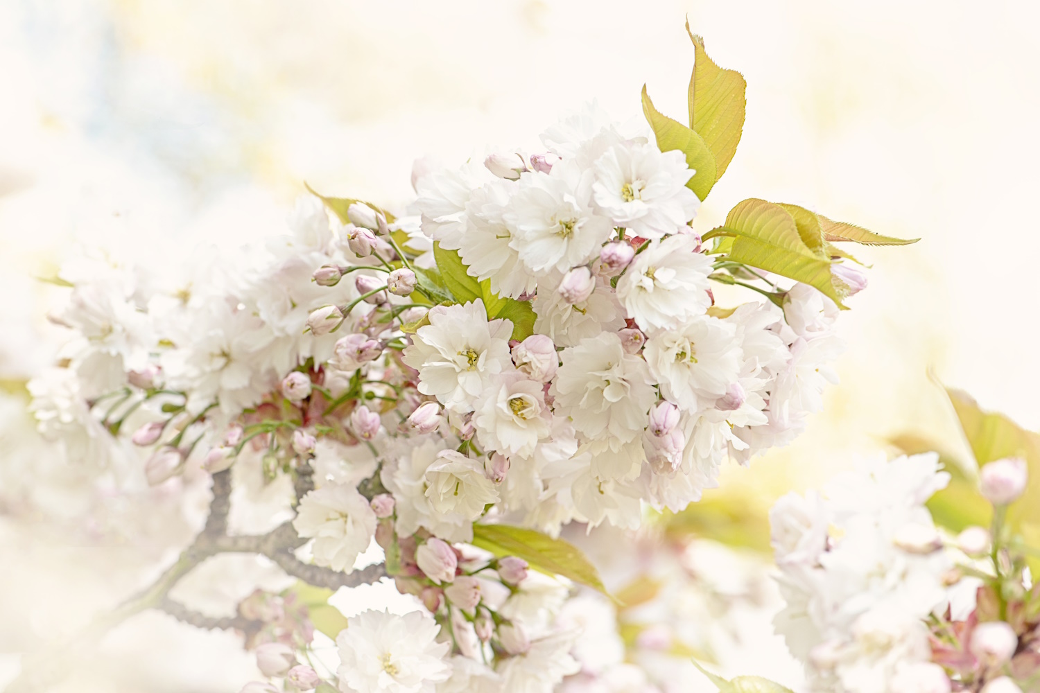 shirotae cseresznyefa