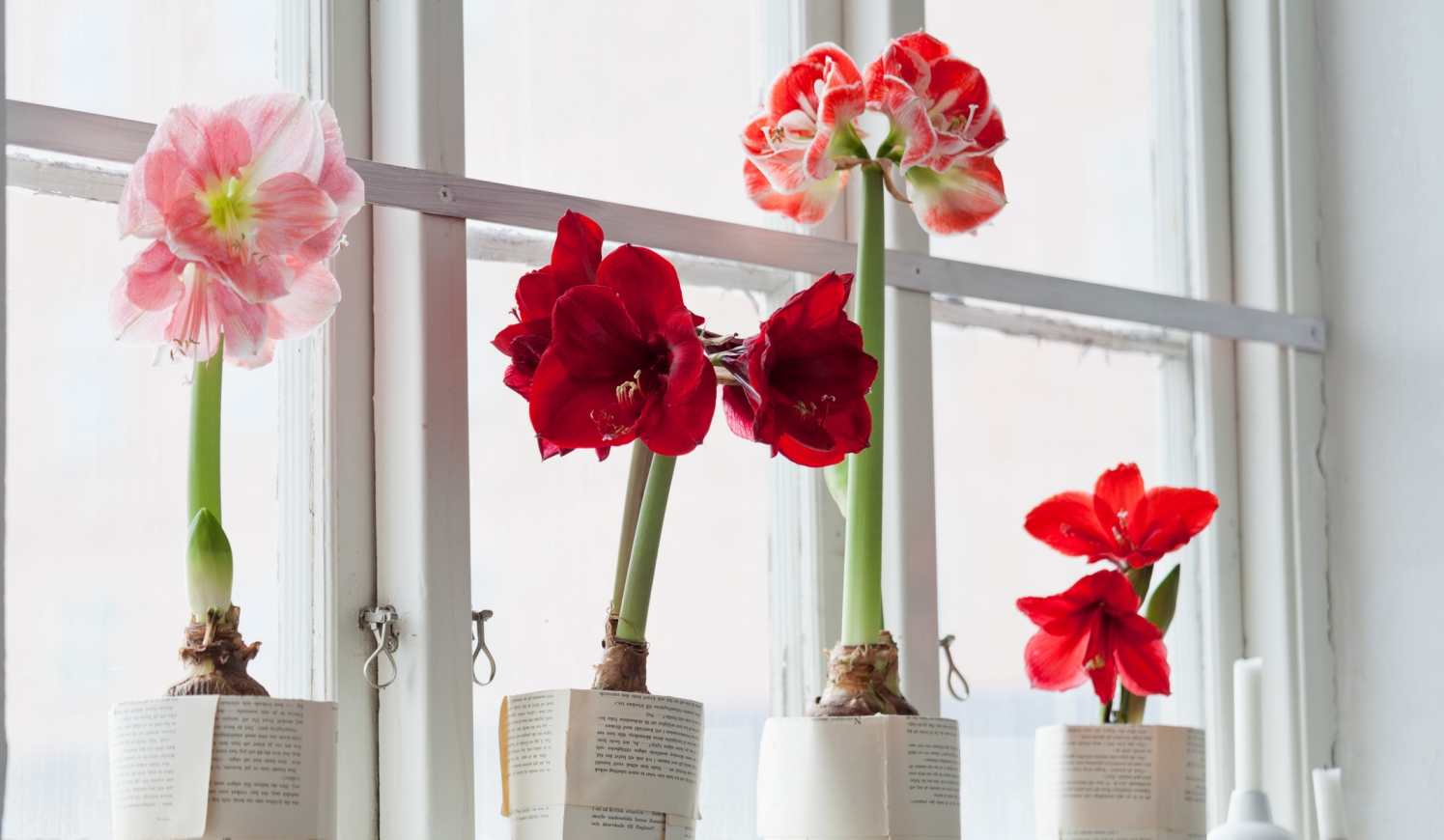 színes amarillisz az ablakban