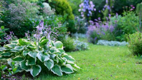 árnyékos erdőszerű kert gyönyörű növényekkel