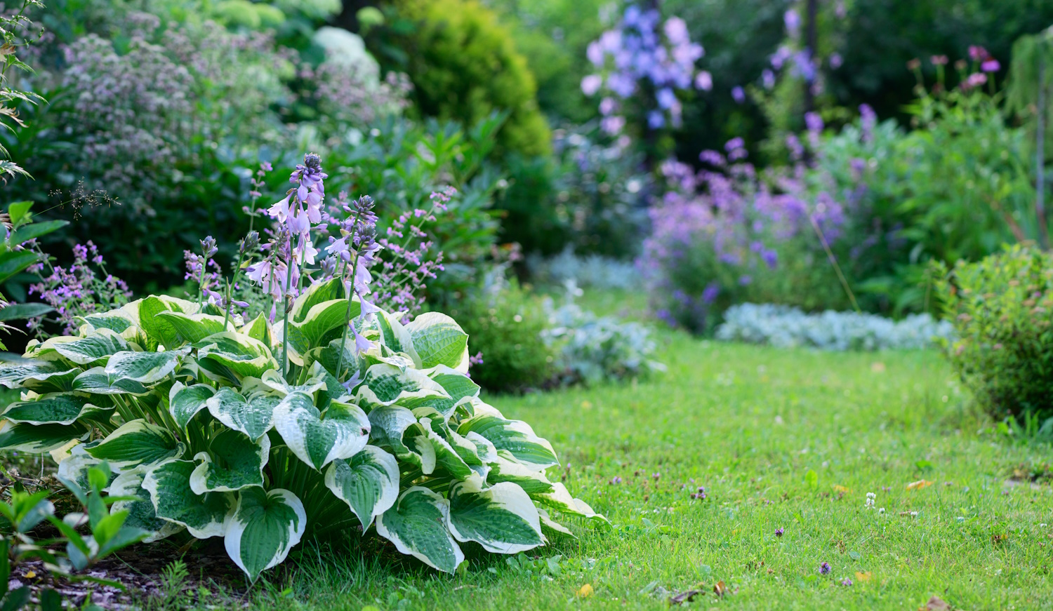 árnyékos erdőszerű kert gyönyörű növényekkel