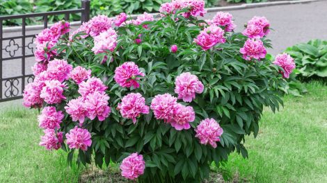 rózsaszín bazsarózsa