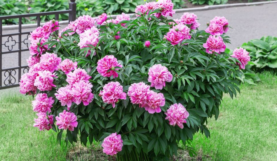 rózsaszín bazsarózsa