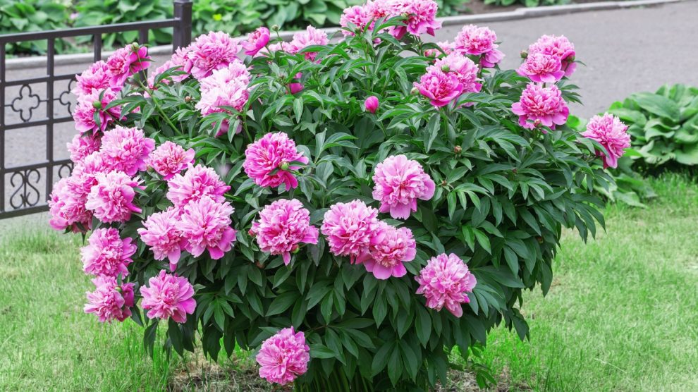 rózsaszín bazsarózsa