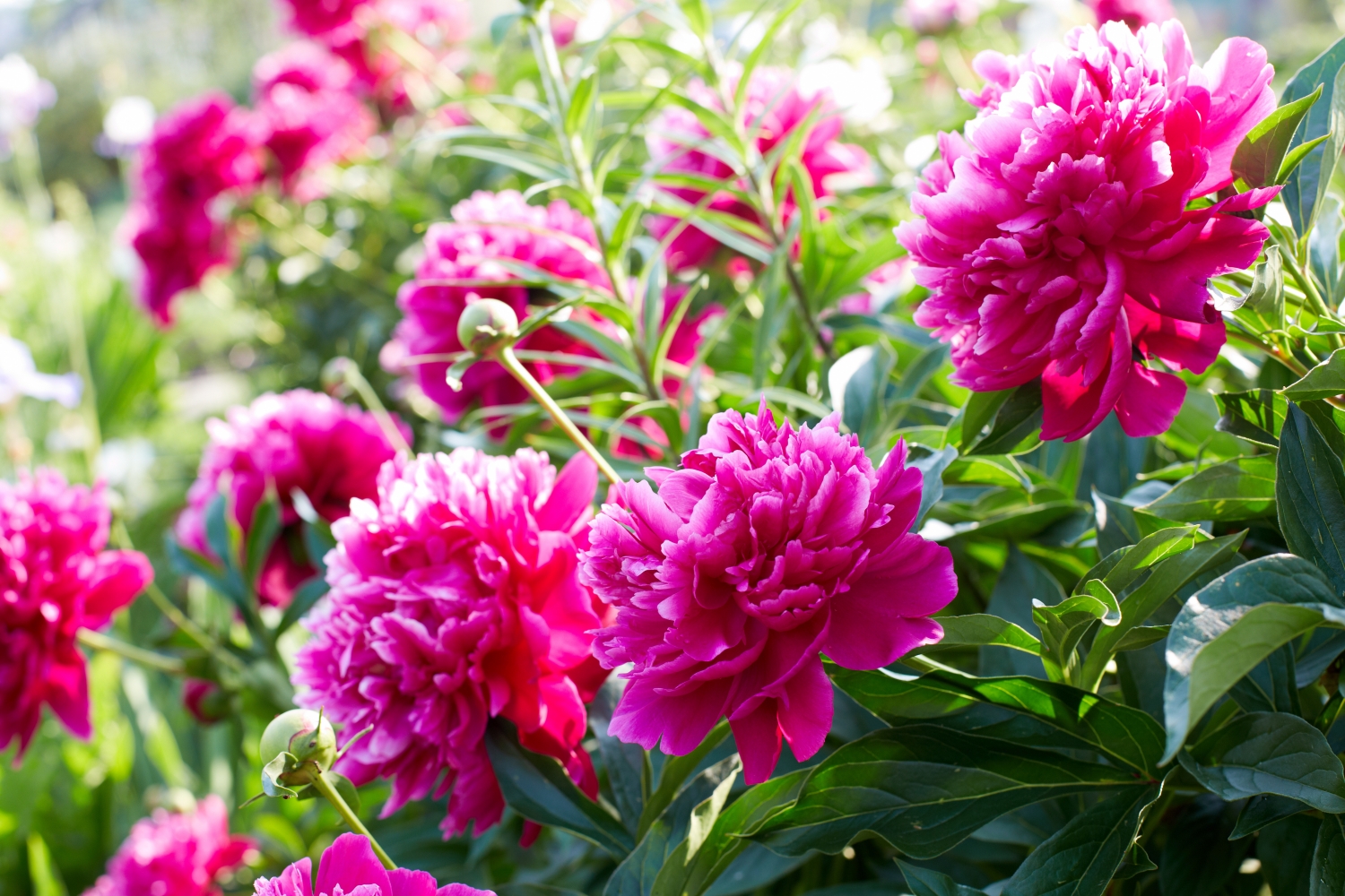 rózsaszín bazsarózsa