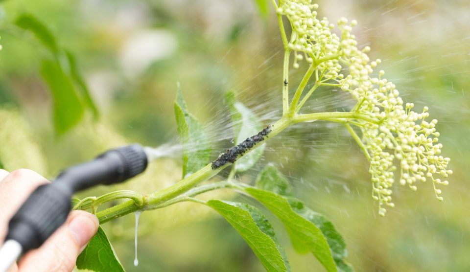 tetves bodza permetezése